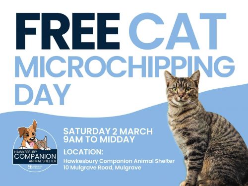 Microchipping Cat