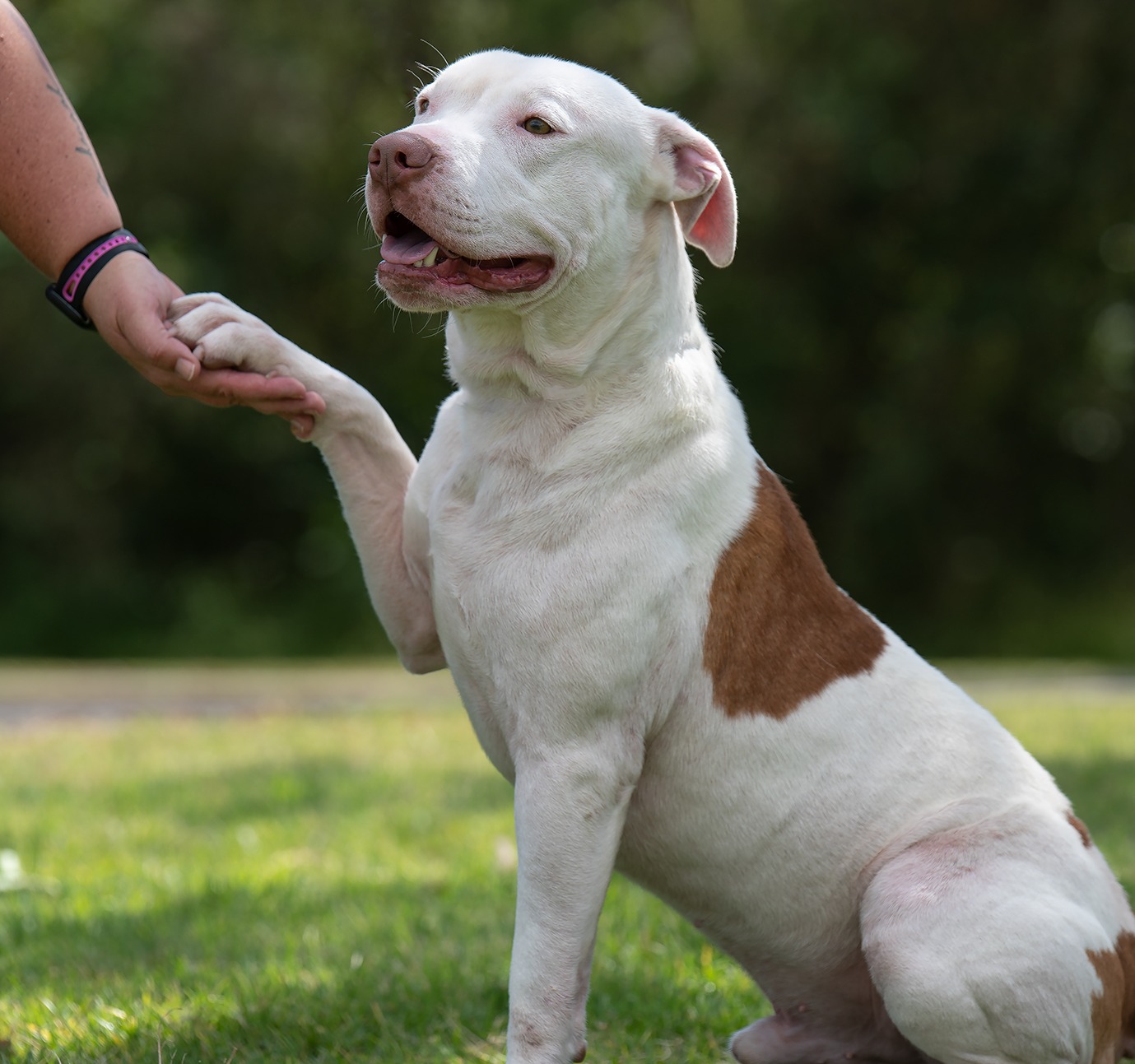 Adopt